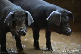 土猪拱白菜？难道我们就只能当猪或白菜而任人宰割吗？图片