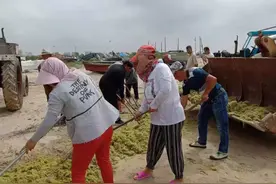浒苔侵袭，威海乳山探索“打浒”新方式图片