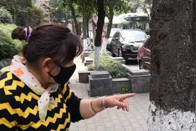 密集恐惧症慎入！成都一街道路面的几十棵大树干，一夜之间爬满小黄虫图片