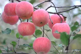 苹果树如何施肥浇水膨果快着色好，试试这个叶面肥，增产30%以上图片