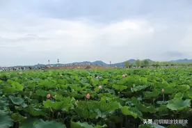 西湖畔的坟与墓图片