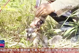 男子非法捕捉运输野生动物被查，民警将其教育，把“小可爱”放生视频封面
