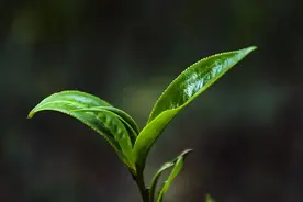 6900万！茶叶炒作套路被揭穿！天价茶炒作的结局，必定是一地鸡毛图片