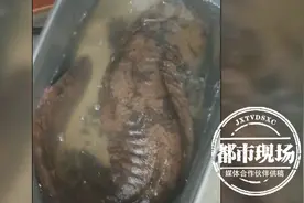 罕见！男子夜钓到一条10斤重“怪鱼”，长约1米图片