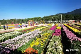 中国绿都 最氧三明 | 花开成海，这片离市区30公里的菊海美翻了，关键还免费图片