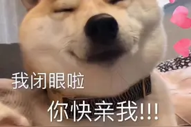表情包｜精选柴犬的表情图片
