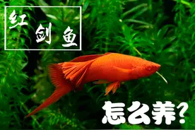 红剑鱼怎么养？要学会创造条件，教你10招，轻松养好红剑鱼图片