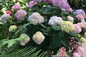 绣球花到底什么时候修剪，有说七月底八月底，又有说六月底修剪图片