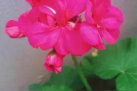 养花需要灵性图片
