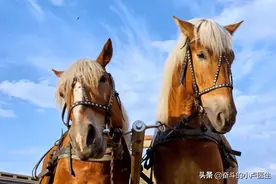 千里马爱伯乐图片