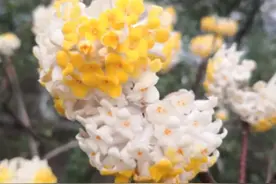 "我们依然在坚守，为这一城的人间烟火。"图片