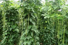 豆角、黄瓜用这个新药增产，又长又直一茬接一茬，一亩增收2000斤图片