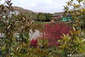 生态农庄建在荒山，不赚钱只为漫山绿色，这地方值得去图片