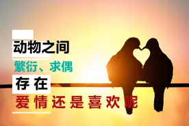 动物之间会有爱情吗？如果有？是喜欢还是真爱呢？图片
