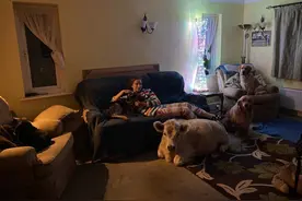 早产虚弱的小牛，被5只狗狗一起抚养，长大后成为了“巨型狗狗”图片