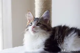 女子为养了5年的猫损失惨重，退了礼金放弃结婚，但却说不后悔图片