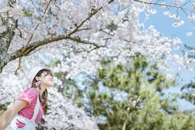 奈良公园—樱花树下，与小鹿有个约定图片