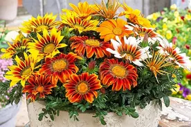 “辣手摧花”才能养好这20种花，越掐越旺，花开得好邻居们都羡慕图片