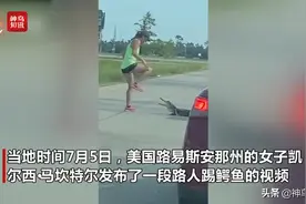 “莽娃儿”女子偶遇鳄鱼用脚去踢 鳄鱼不怕拿嘴还击图片