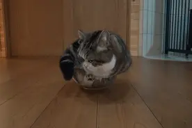 5cm，猫咪才是真正的缩骨功大师图片