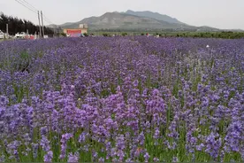 嵯峨山下的欧式葡萄酒庄园，邂逅一片500亩薰衣草花海图片