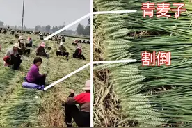 小麦做成工艺品，浪费粮食？勿道德绑架，你们没资格批评农民图片