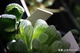 晶莹剔透的玉露军团，徒长的玉露也可以很美图片