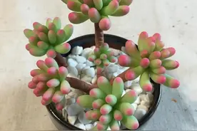 怎么把多肉养得胖嘟嘟？做好5个关键点株型紧凑又好看图片