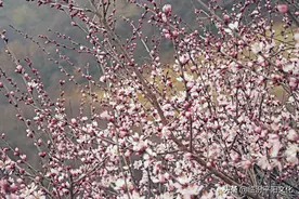 临汾：桃花山的桃花开了图片