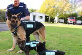 开学啦！工作犬第一天上学的样子...要被萌哭了！图片