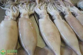 它是一种肉食软体动物，肉质肥嫩，营养丰富，养殖前景可观图片
