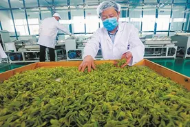 光山：种下“黄金茶” 铺就“致富路”图片