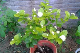 茉莉花很香，5种常见的茉莉花品种，分享给你图片