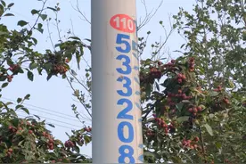 路灯杆上的“数字秘密”——关键时刻能救命，闲暇时候能耍酷图片