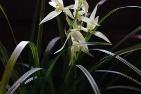 兰花鉴赏｜云南莲瓣兰大雪素的种类辨识及鉴赏图片