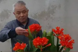 老大爷养君子兰，整整10年，仅靠4种窍门，从幼苗养成富贵花图片