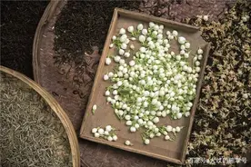 茉莉花的养殖方法和注意事项图片
