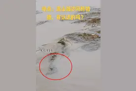 大蟒还是鳄鱼？河南一河面出现大型水族，蜿蜒游动，尾巴粗大图片