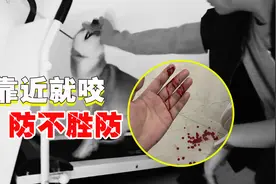 4岁柴犬桀骜不驯，连主人也被它咬伤，还有得救吗？图片