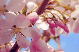 又到樱花季！ ​青岛最全赏花地图+花期预报来了…(一大波美图)图片