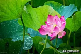 美到极致的荷花摄影作品，拍荷花的4个意境，美图片