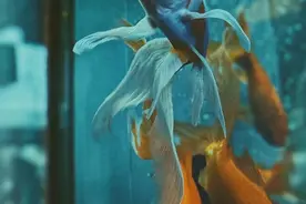 金鱼，真的真的太好看啦，这火艳艳的尾巴图片