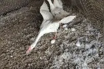 鹅窝外产蛋别着急，了解这种现象发生的原因，4招让鹅定点产蛋图片
