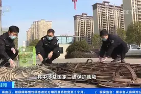 猫头鹰、白鹇、豹猫、眼镜蛇…… 男子兜售野生动物被刑拘图片