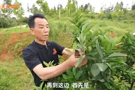 6~7月柑橘夏剪，要剪哪些枝？小树怎么抹梢？挂果树怎么留枝？图片