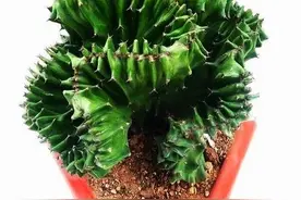 有镇宅寓意的植物玉麒麟 日常该怎么养护？图片