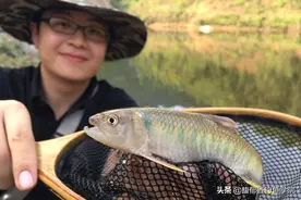 马口鱼最喜欢吃什么味型的食物？马口鱼的觅食习性和垂钓技巧图片