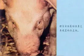 实例分享—环境造就的 猪“歪鼻子病”图片