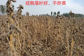 双国审加河南省审定的郑1311表现惊艳！产量创下了8个第一图片
