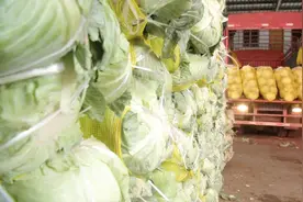 白菜等蔬菜价格跌到“白菜价”，伤了菜农心！2毛钱一斤跌了一半视频封面